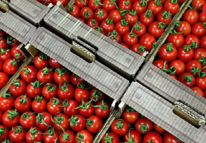 افزایش ۴۶ درصدی صادرات محصولات کشاورزی از آذربایجان‌شرقی