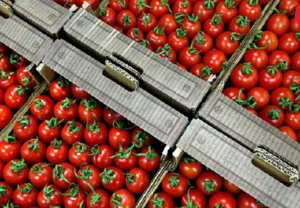 افزایش ۴۶ درصدی صادرات محصولات کشاورزی از آذربایجان‌شرقی