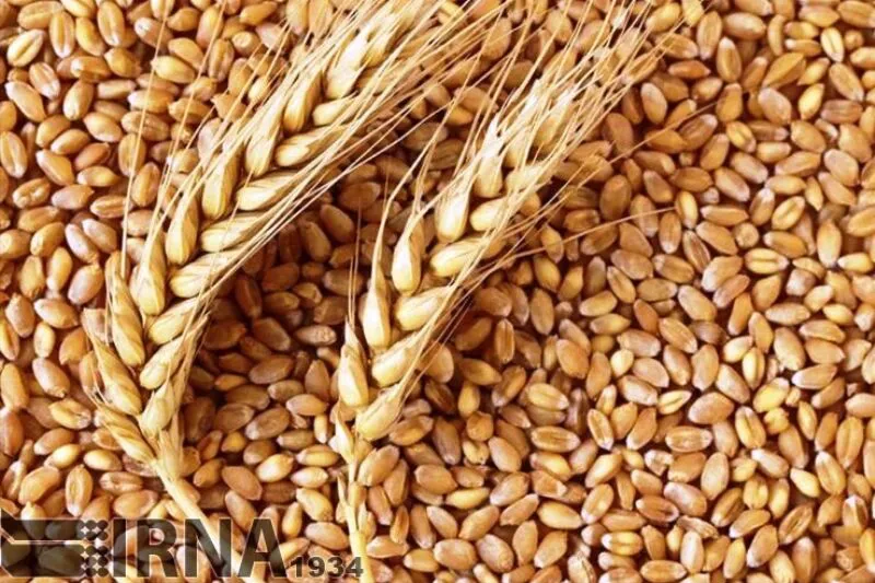 ۱۴هزار و ۵۰۰ تن بذر در آذربایجان‌شرقی تولید شد
