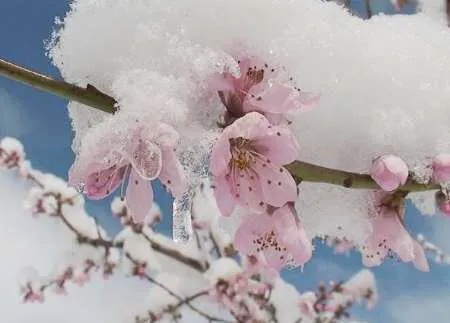 احتمال سرمازدگی محصولات کشاورزی در 8 شهرستان آذربایجان شرقی