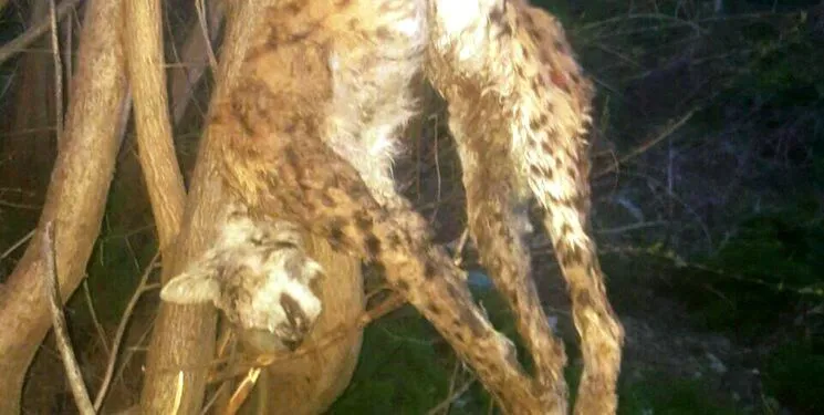 شکارچی متخلف سیاه گوش در ورزقان دستگیر شد