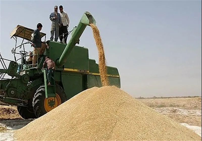 پیش بینی خرید 3500 تن کلزا از مزارع تبریز