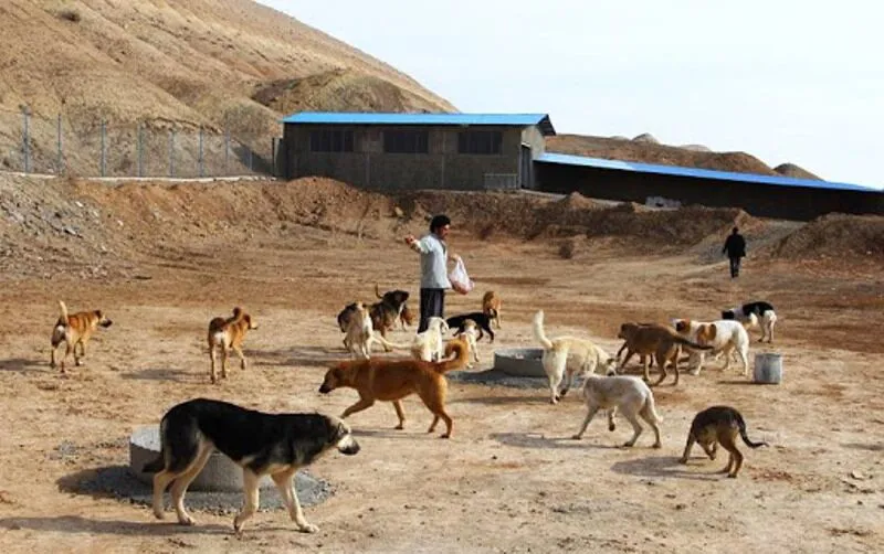 معضل سگ‌های سرگردان در تبریز