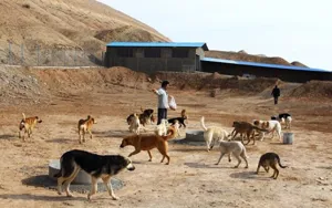 معضل سگ‌های سرگردان در تبریز