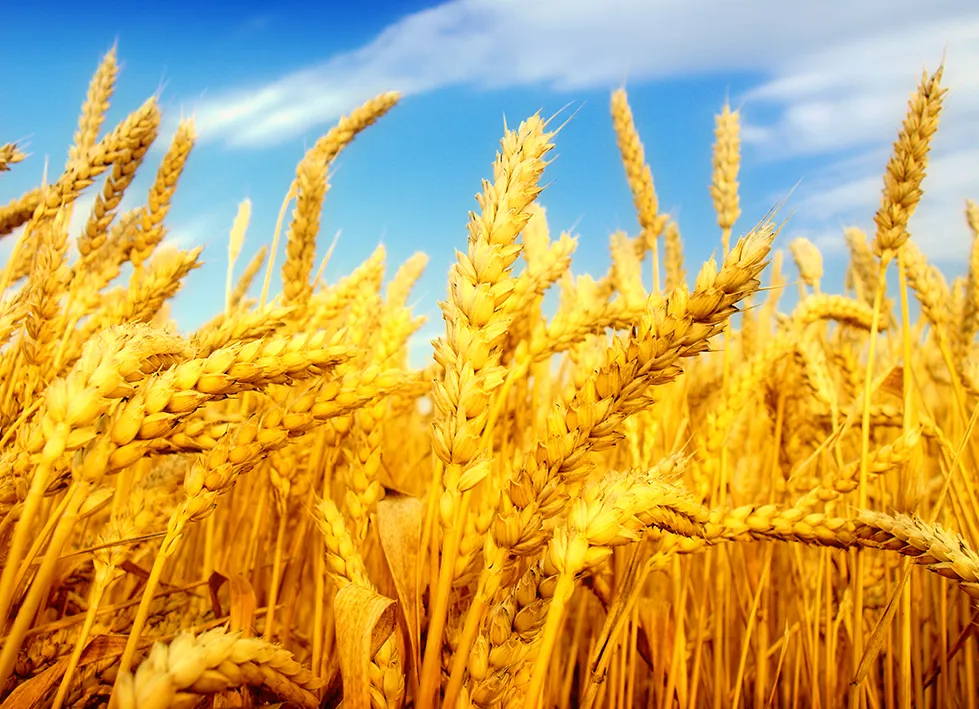 آغاز برداشت خوشه‌های طلایی در آذربایجان‌شرقی