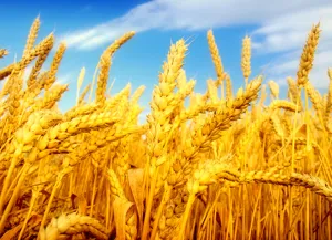آغاز برداشت خوشه‌های طلایی در آذربایجان‌شرقی