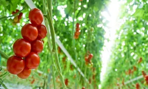 آذربایجان شرقی پنجمین تولید کننده محصولات کشاورزی در کشور