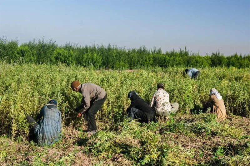 سند اشتغال در پنج روستای آذربایجان‌شرقی در حال اجراست