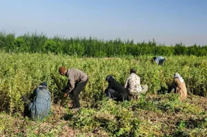 سند اشتغال در پنج روستای آذربایجان‌شرقی در حال اجراست
