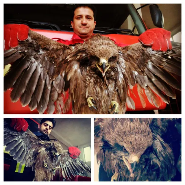 آتش نشانان در تبریز یک بهله عقاب را به دام انداختند