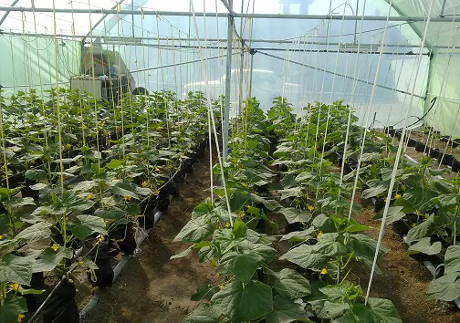 افزایش ۱۰۰۰ هکتاری سطح گلخانه‌های آذربایجان شرقی