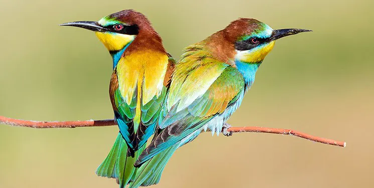 ممنوعیت خرید و فروش گونه‌های جانوری حیات وحش در ایام نوروز