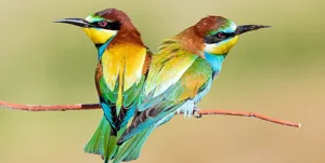 ممنوعیت خرید و فروش گونه‌های جانوری حیات وحش در ایام نوروز