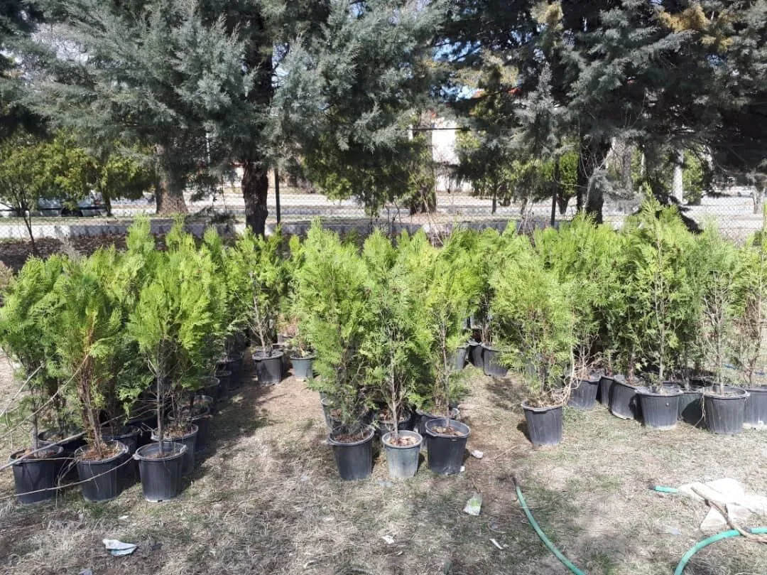 باغداران از نهال‌های شناسه‌دار استفاده کنند