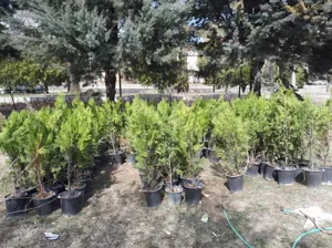 باغداران از نهال‌های شناسه‌دار استفاده کنند