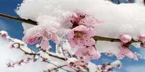 خسارت بیش از یک هزار میلیارد تومانی کشاورزان آذربایجان‌شرقی
