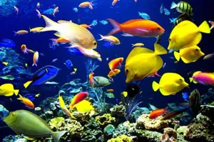 جهش تولید با صادرات ۳۰ گونه ماهی زینتی در آذربایجان‌شرقی