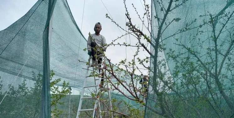 اجرای طرح پایلوت \"سایه‌بان باغی\" برای خشکسالی پیش رو در آذربایجان شرقی