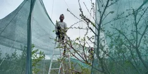 اجرای طرح پایلوت \"سایه‌بان باغی\" برای خشکسالی پیش رو در آذربایجان شرقی