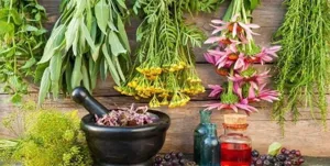 تولید یک هزار تن بذر گیاهان دارویی / افزوده شدن 400 هکتار به مساحت گیاهان دارویی آذربایجان‌شرقی