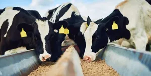 تولید و انجماد اسپرم گاو نژاد هلشتاین، سیمنتال، براون سوئیس و سرابی/ اصلاح‌نژاد دام‌های سنگین