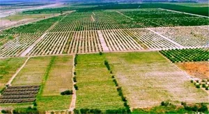 تقسیم اراضی؛ یکی از موانع اصلی ورود فناوری به حوزه کشاورزی در کشور