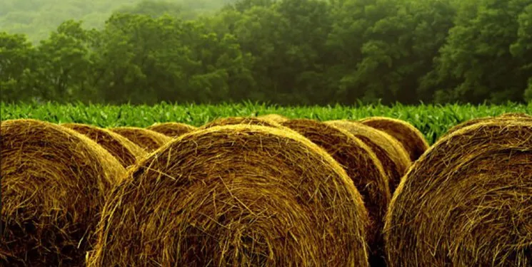 ایران یونجه وارد می کند!