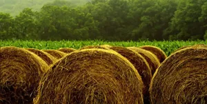 ایران یونجه وارد می کند!