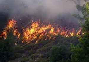 بیش از ۹۰ درصد از عوامل آتش سوزی‌ها در جنگل‌های ارسباران، خطای انسانی است