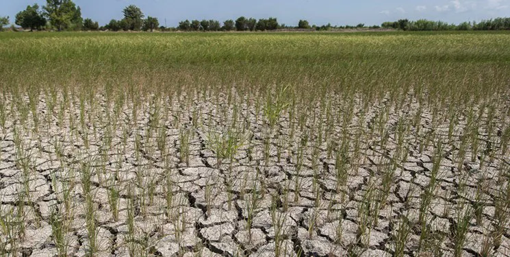 استمهال وام های کشاورزی به دلیل خشکسالی / پرداخت تسهیلات 4 درصد به کشاورزان