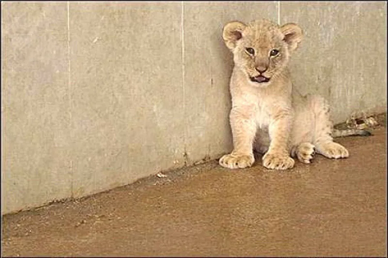 توله شیرهای باغ وحش تبریز نارس به دنیا آمده بودند