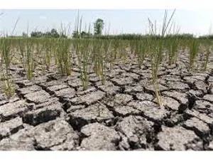 خسارت 2700 میلیارد تومانی بخش کشاورزی آذربایجان‌شرقی از خشکسالی