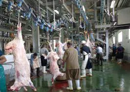 ذبح قربانی در کشتارگاه‌های مجاز آذربایجان‌شرقی انجام می‌شود