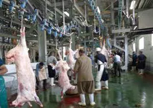 ذبح قربانی در کشتارگاه‌های مجاز آذربایجان‌شرقی انجام می‌شود