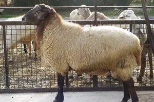 قیمت دام زنده در آستانه عید قربان در آذربایجان شرقی