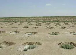 ۳۸۰۰ هکتار از حاشیه دریاچه ارومیه در آذربایجان‌شرقی بوته‌کاری شد