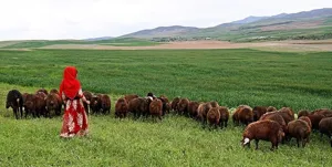 دامداران و مرتع‌داران آذربایجان‌شرقی پروانه چرای خود را تمدید کنند