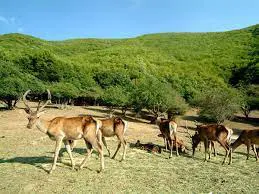 احیای نسل مارال در جنگل‌های ارسباران