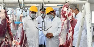 شناسنامه‌دار کردن لاشه‌‍‌های استحصالی ضروری است /جلوگیری از کشتار دام‌های سنگین مولد