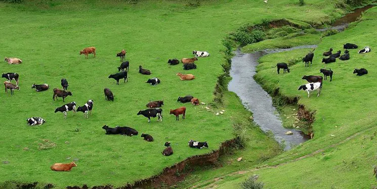 تولید 145 میلیون تن مواد غذایی در کشور/ کشاورزی با استفاده از آب مجازی