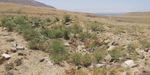 سرایی که کاروان ندارد/ حال ناخوش کاروانسرای شاه عباسی تسوج