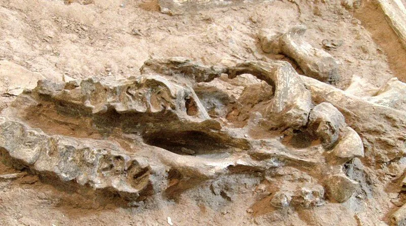 تکمیل مرکز تحقیقات فسیل‌شناسی کشور نیازمند اعتبارات ملی و استانی است