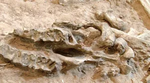 تکمیل مرکز تحقیقات فسیل‌شناسی کشور نیازمند اعتبارات ملی و استانی است