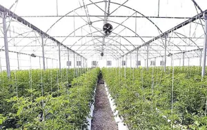 شهرک گلخانه‌ای هوراند در اختیار سرمایه‌گذاران بخش کشاورزی قرار می‌گیرد