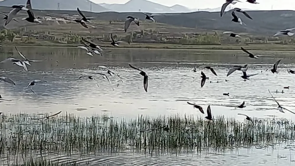 کوتاهی در احیای تالاب بین‌المللی قوری‌گل قابل قبول نیست