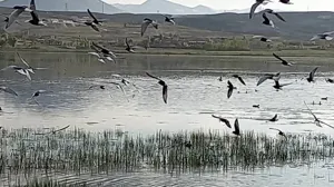کوتاهی در احیای تالاب بین‌المللی قوری‌گل قابل قبول نیست